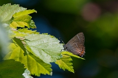 David Plant Photography - Wildlife Photography - White letter hairstreak - E